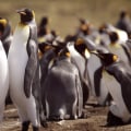 The Threat to Bouvet Island's Ecosystem: Understanding Climate Change Impact