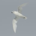 Petrels and Shearwaters on Bouvet Island: Discovering the Fascinating Wildlife