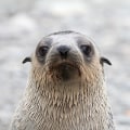 A Comprehensive Look at the Seals of Bouvet Island