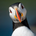 Close-up Shots of Wildlife on Bouvet Island