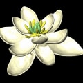 The First Plant Species Discovered on Bouvet Island
