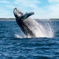 An Ultimate Guide to Whales: Discover the Fascinating Marine Life on Bouvet Island