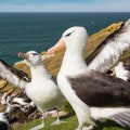 All About Albatrosses: Discovering the Fascinating Birds of Bouvet Island