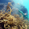 The Impact of Invasive Species and Pollution on Bouvet Island