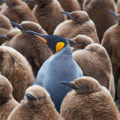 The Fascinating World of Penguins: Exploring Bouvet Island Wildlife