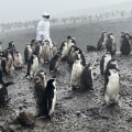 Penguin and Seabird Colonies on Bouvet Island