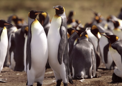 The Threat to Bouvet Island's Ecosystem: Understanding Climate Change Impact