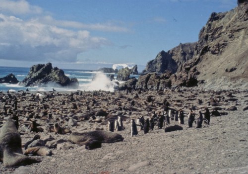 A Guide to Wildlife Watching on Bouvet Island
