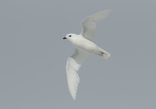 Petrels and Shearwaters on Bouvet Island: Discovering the Fascinating Wildlife