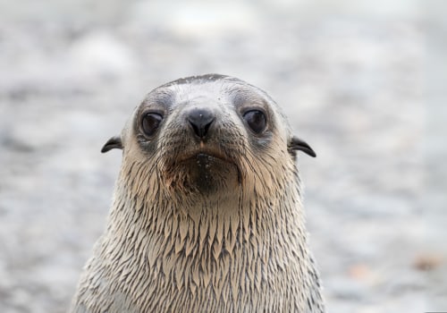 A Comprehensive Look at the Seals of Bouvet Island