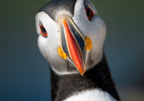 Close-up Shots of Wildlife on Bouvet Island