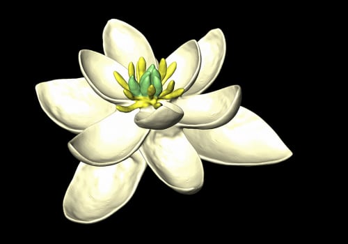 The First Plant Species Discovered on Bouvet Island