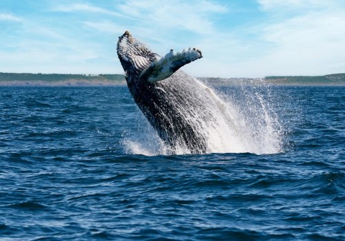 An Ultimate Guide to Whales: Discover the Fascinating Marine Life on Bouvet Island