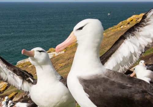 All About Albatrosses: Discovering the Fascinating Birds of Bouvet Island