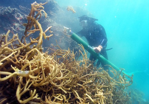 The Impact of Invasive Species and Pollution on Bouvet Island