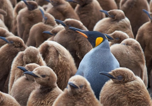 The Fascinating World of Penguins: Exploring Bouvet Island Wildlife
