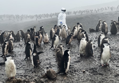Penguin and Seabird Colonies on Bouvet Island